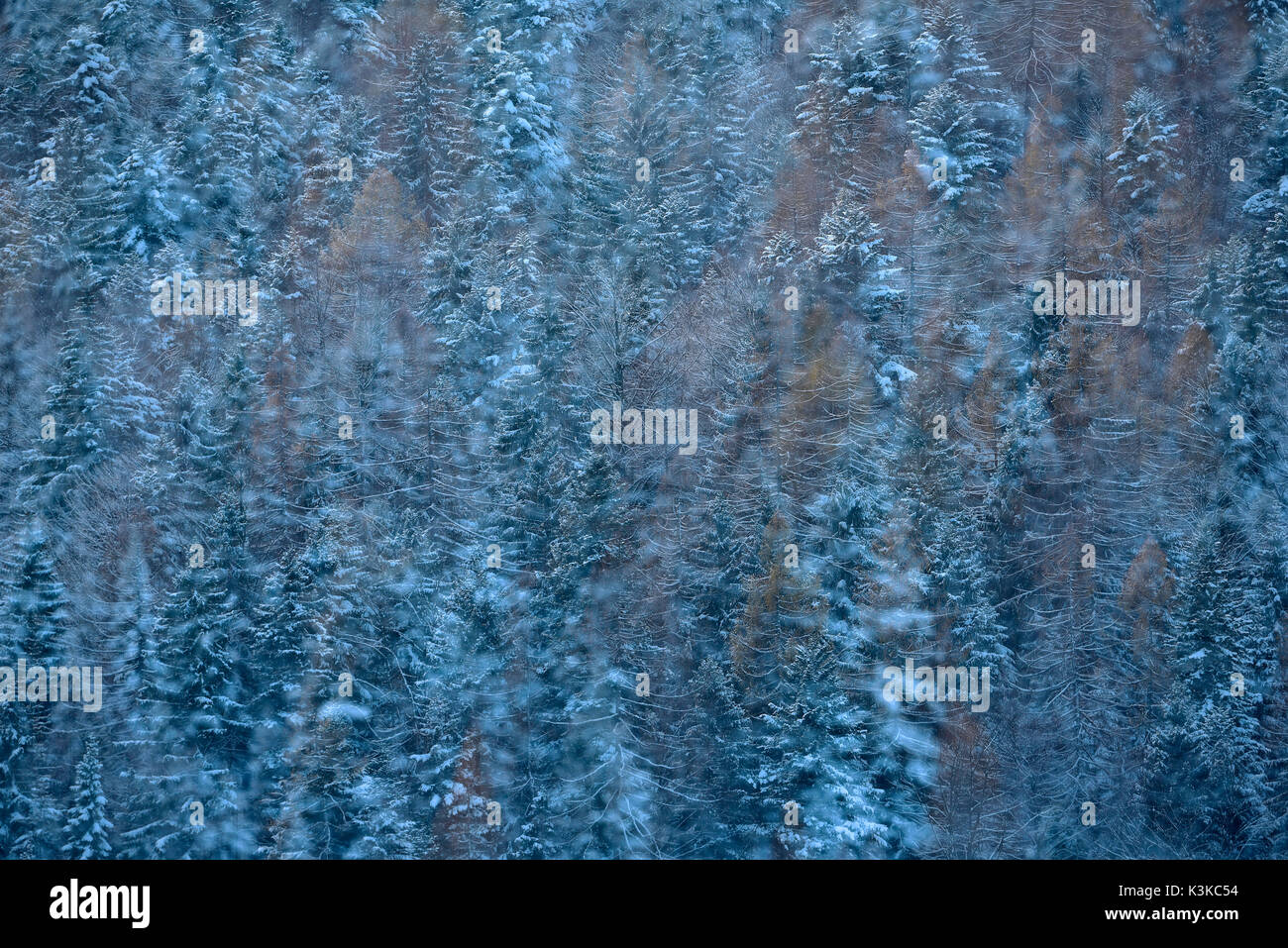 Bläulich Double Exposure von Fichten und Kiefern im Winter. Stockfoto