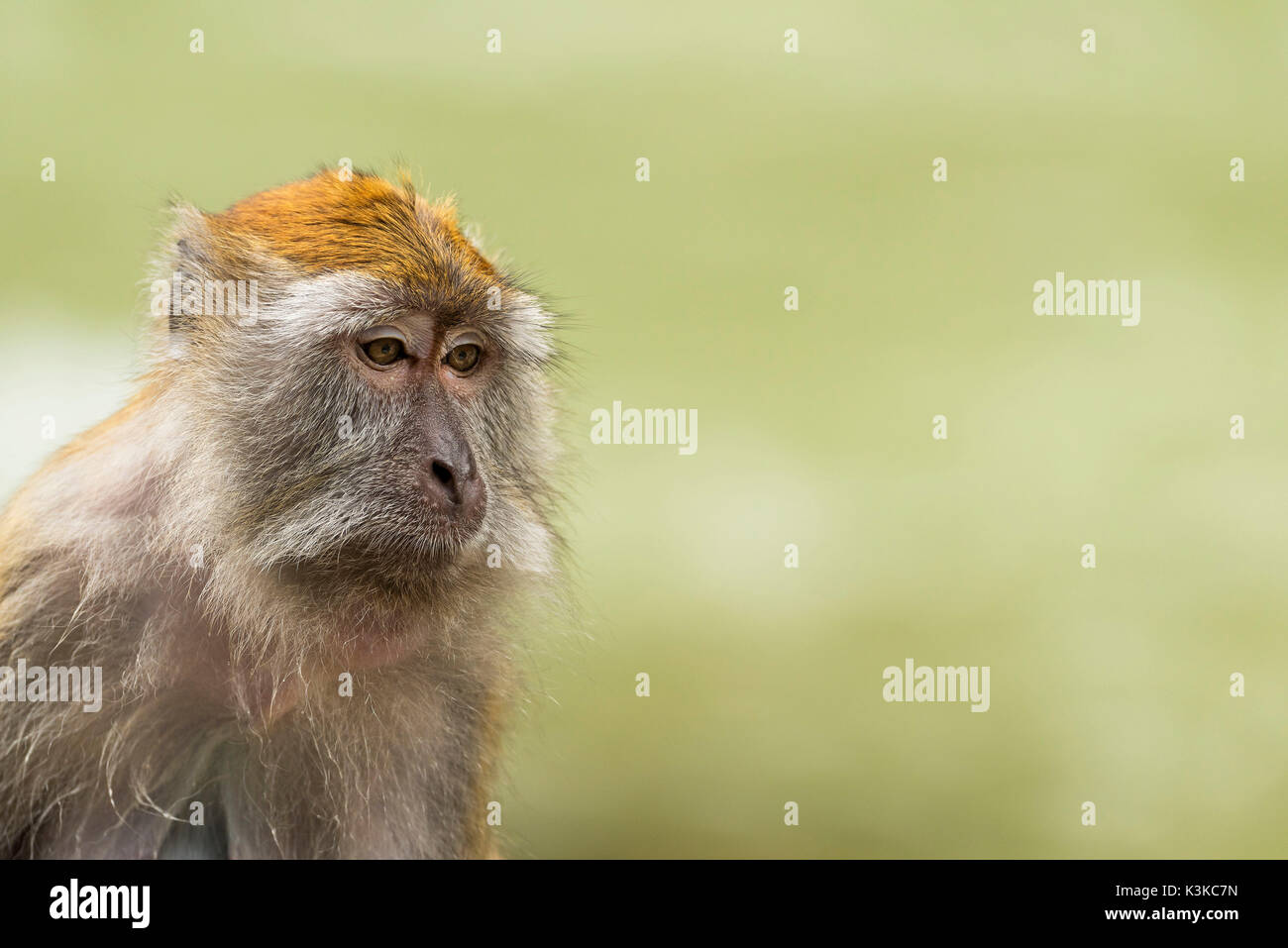 Makak sieht, Gunung Leuser Nationalpark, Indonesien. Stockfoto