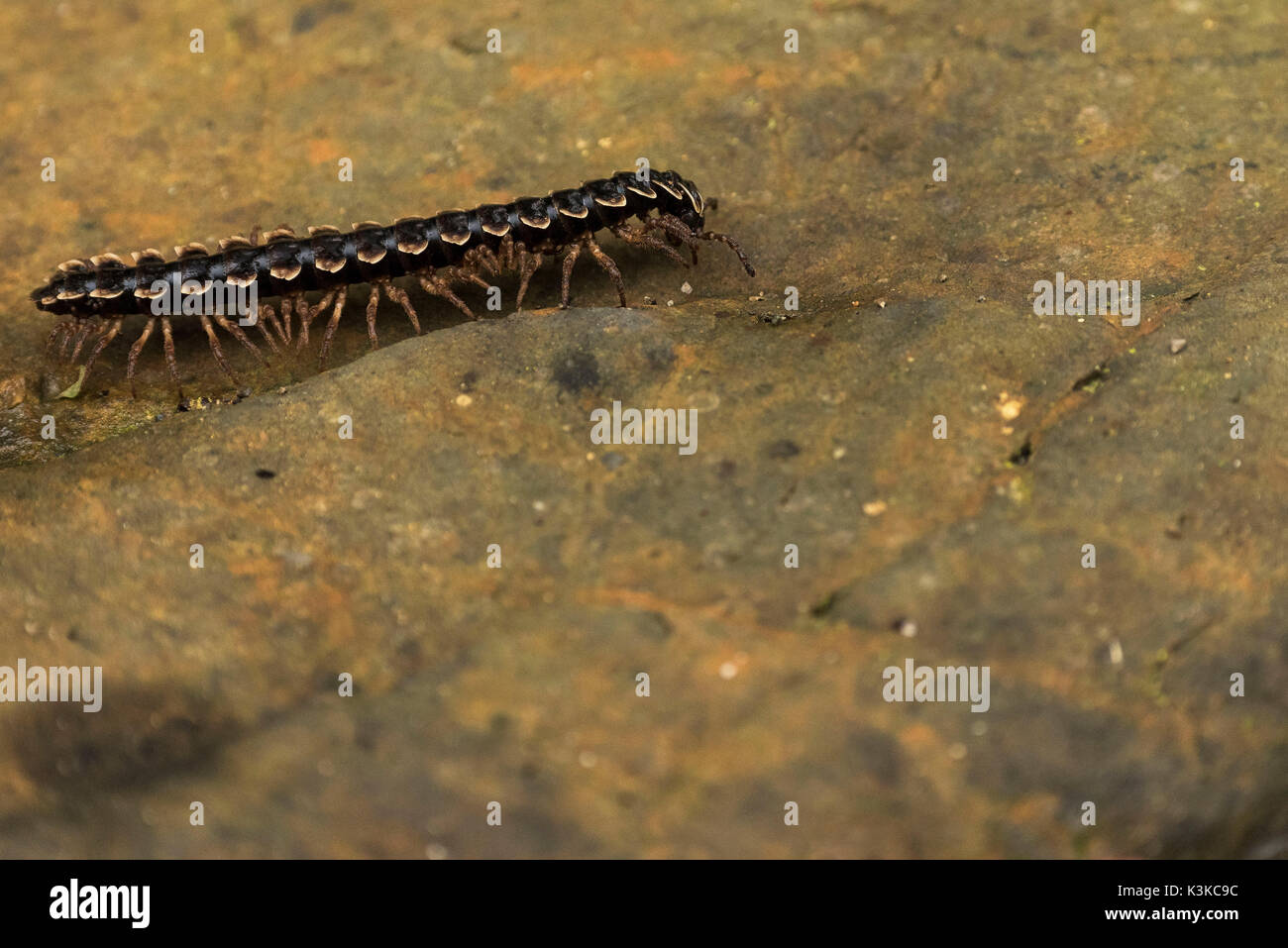 Arthropoden auf einem Stein im Gunung Leuser Nationalpark, Sumatra/Indonesien Stockfoto