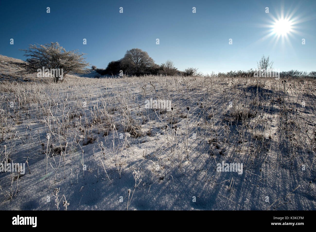 Mit Raureif Winter Landschaft im Licht bedeckt mit der stellaren Sonne und Seabuckethorn. Stockfoto