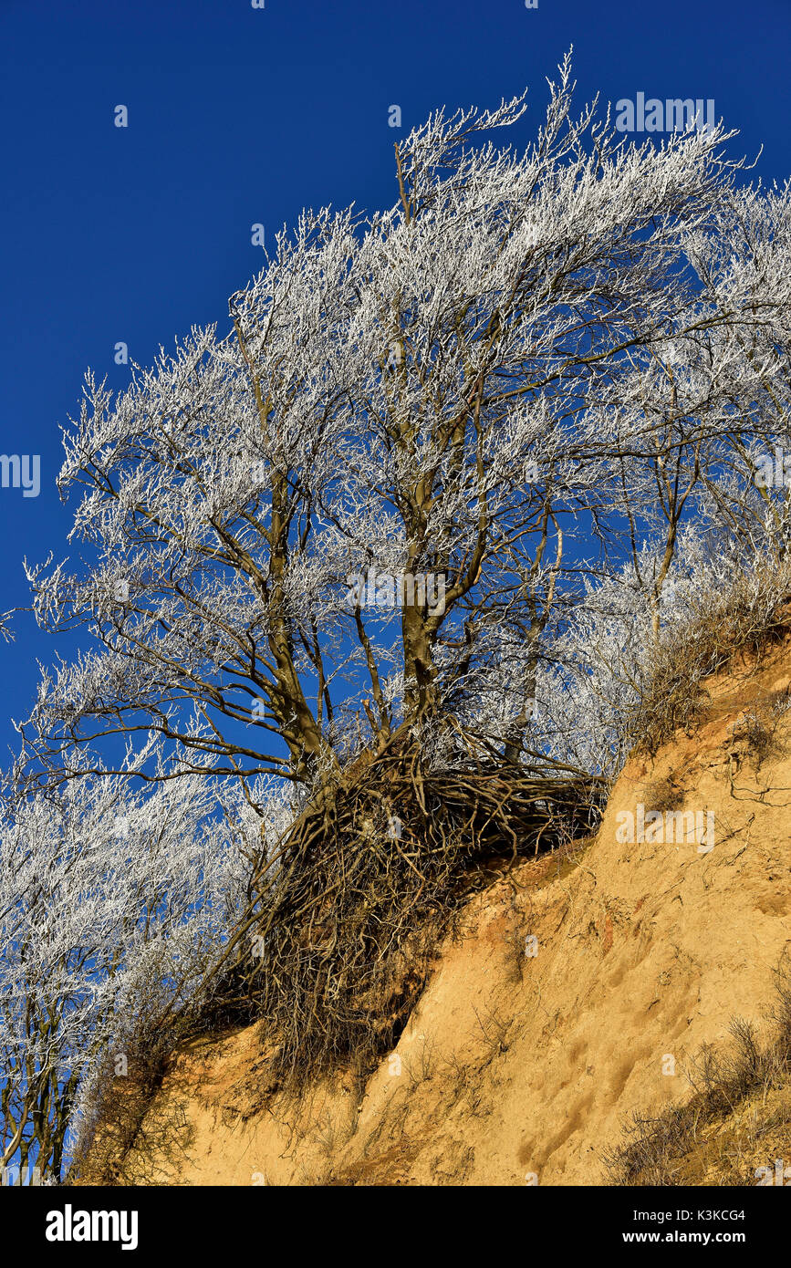 Mit raureif bedeckten Baum mit offenen Wurzelsystem Verweis in einer steilen Küste auf, von unten vor blauem Himmel fotografiert. Stockfoto