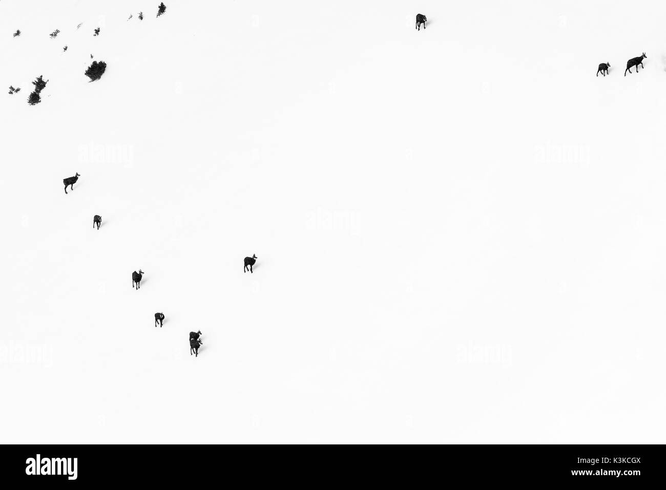 Eine Gruppe Gämsen in schlechtes Wetter im Winter in den Berg der Soierngruppe im Karwendel. Stockfoto Eine Gruppe Gämsen in schlechtes Wetter im Winter in den Berg der Soierngruppe im Karwendel. Stockfoto
