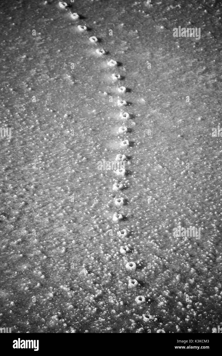 Abstrakte Spuren eines wild auf den dicken Eisdecke eines froozen See. Stockfoto
