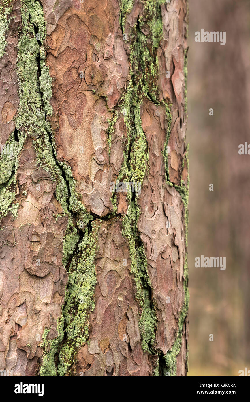 Moos Auf Einer Rinde Stockfotos Und Bilder Kaufen Alamy