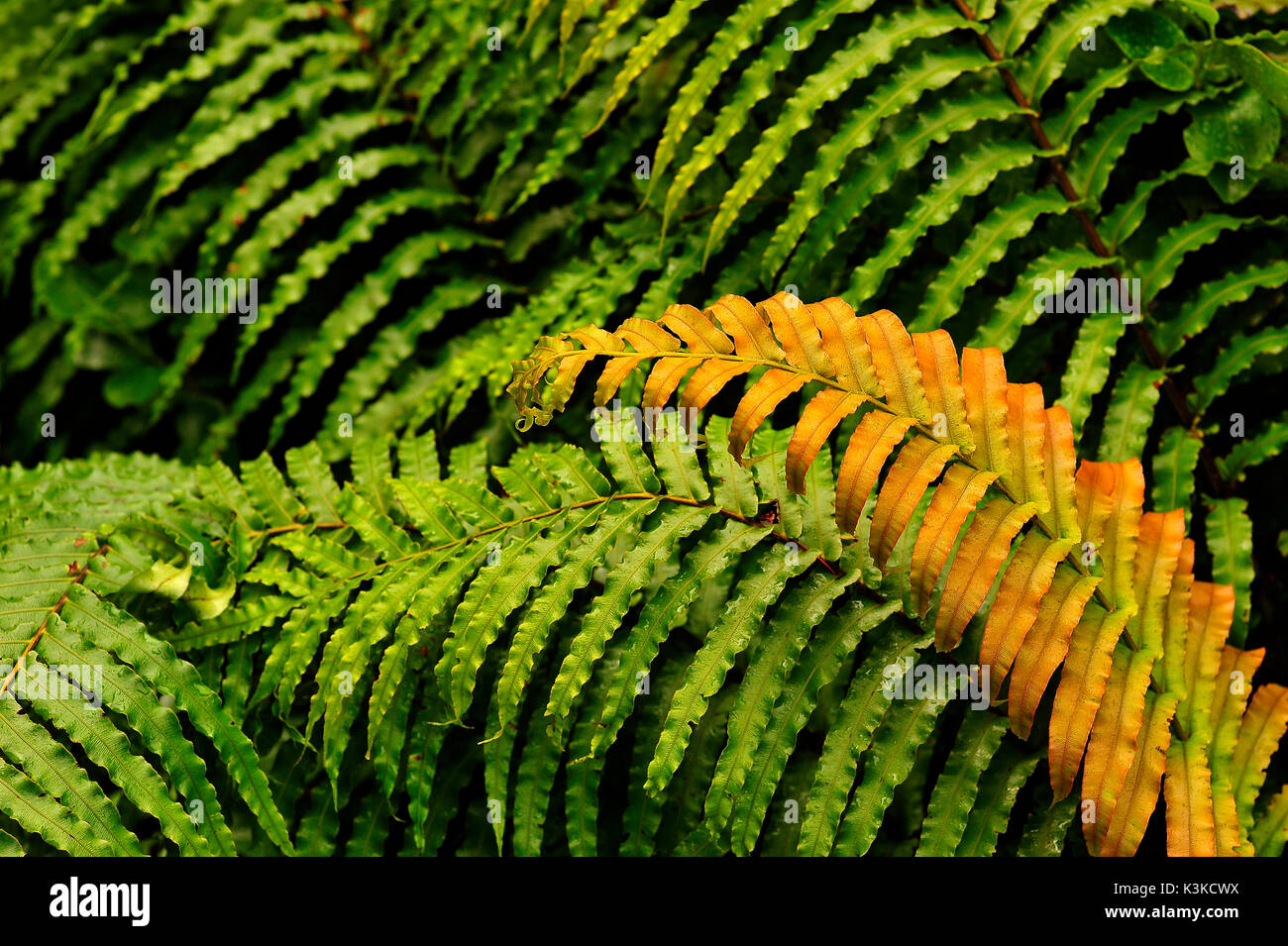 Farbige Farn Blatt vor der grünen Farnblätter Stockfoto