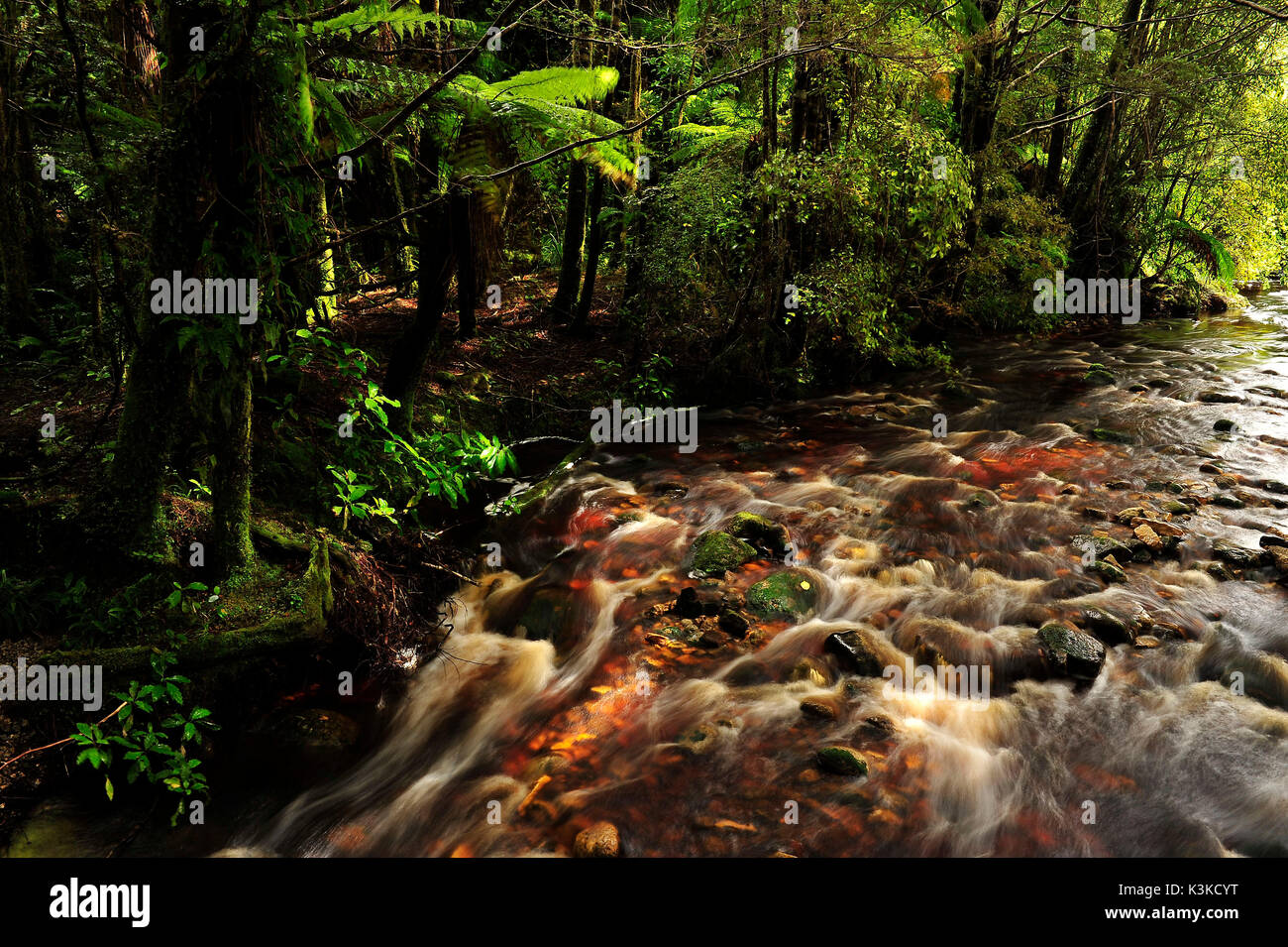 Savage kleinen Wasserlauf mit braunem Torf - mit Wasser in den dichten Dschungel von Neuseeland. Stockfoto
