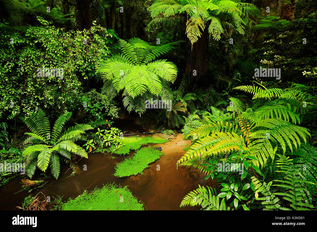 Näher moosigen Wald mit Farn und Wasser Loch in die Neuseeland Dschungel. Stockfoto