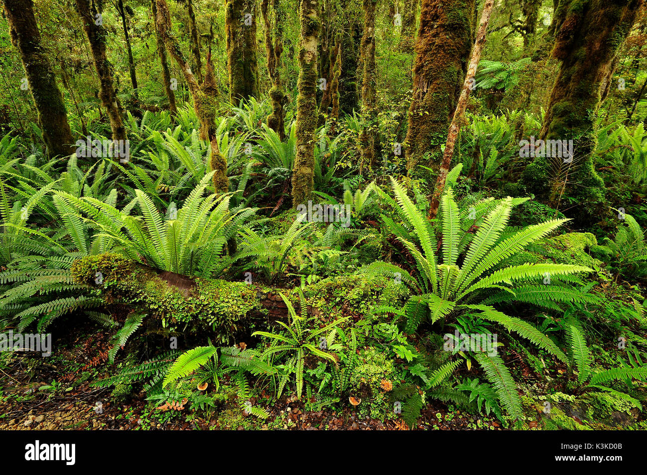 Näher moosigen Wald mit Farn im Neuseeland Dschungel. Stockfoto