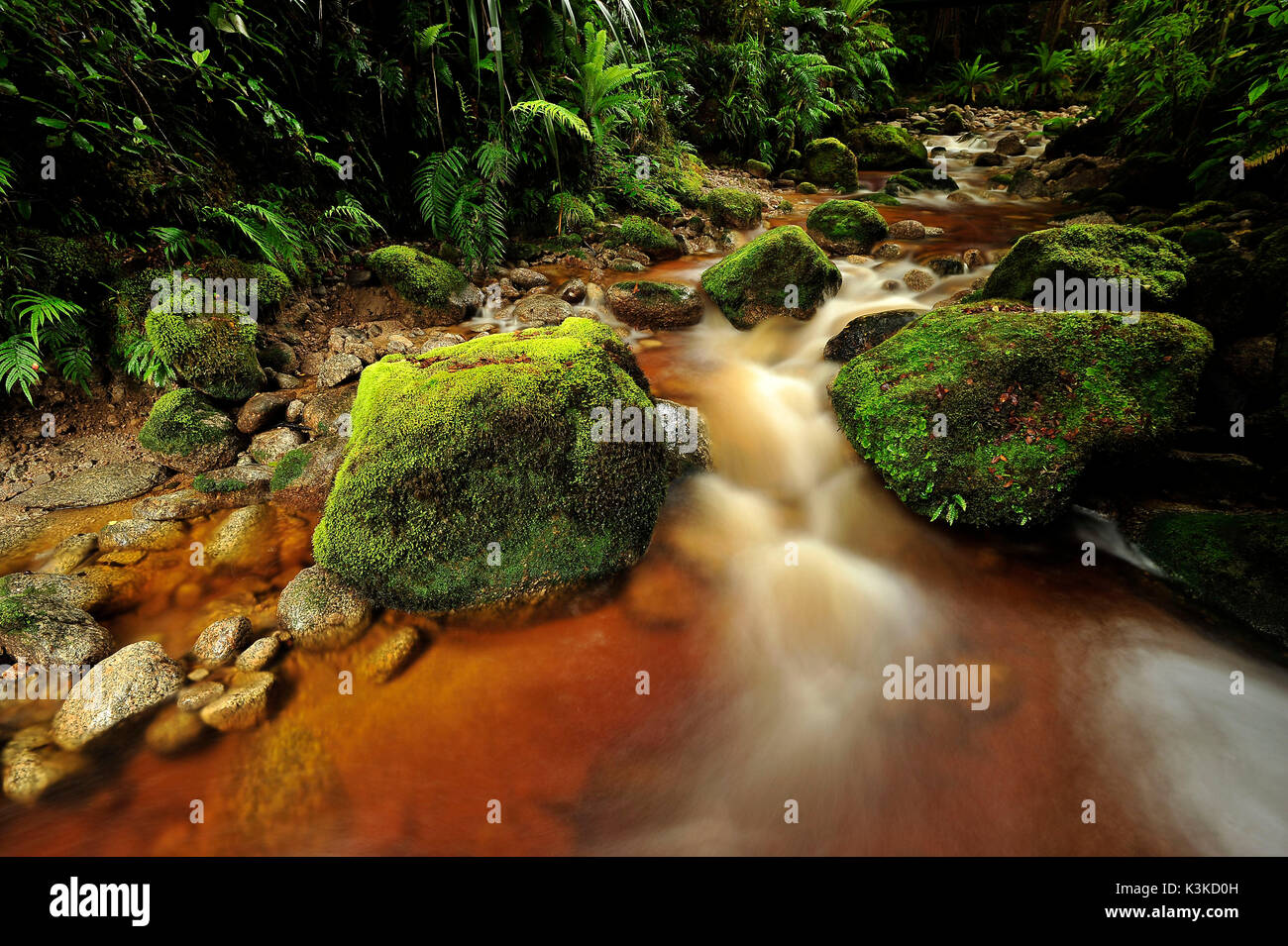 Moosige Wasserlauf mit braunem Torf - mit Wasser im Dschungel von Neuseeland. Stockfoto