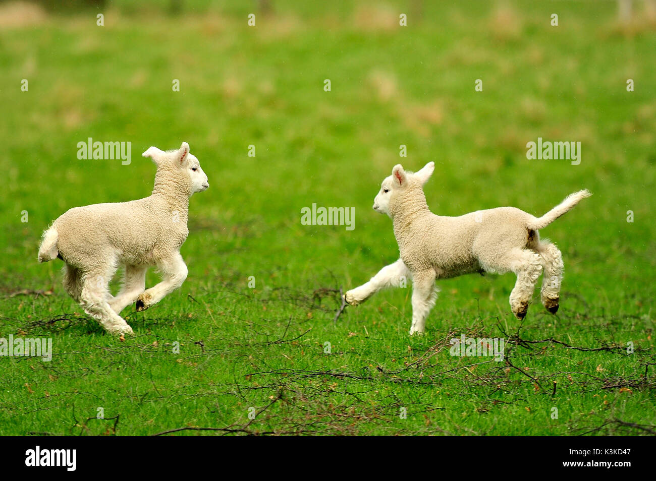 Zwei junge Lämmer springen über eine Wiese Stockfoto