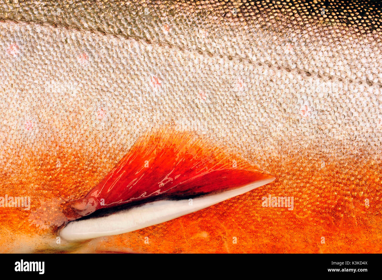 Medium close-up der Fische shell einer char mit Fisch schuppen und Fin Stockfoto