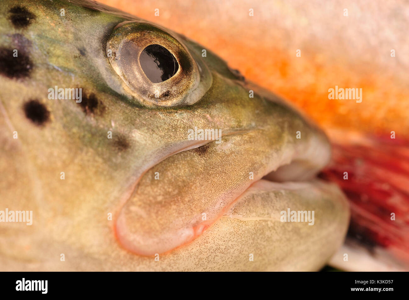 Medium close-up der Fische Schale einer Bachforelle mit Fisch schuppen und Fin Stockfoto