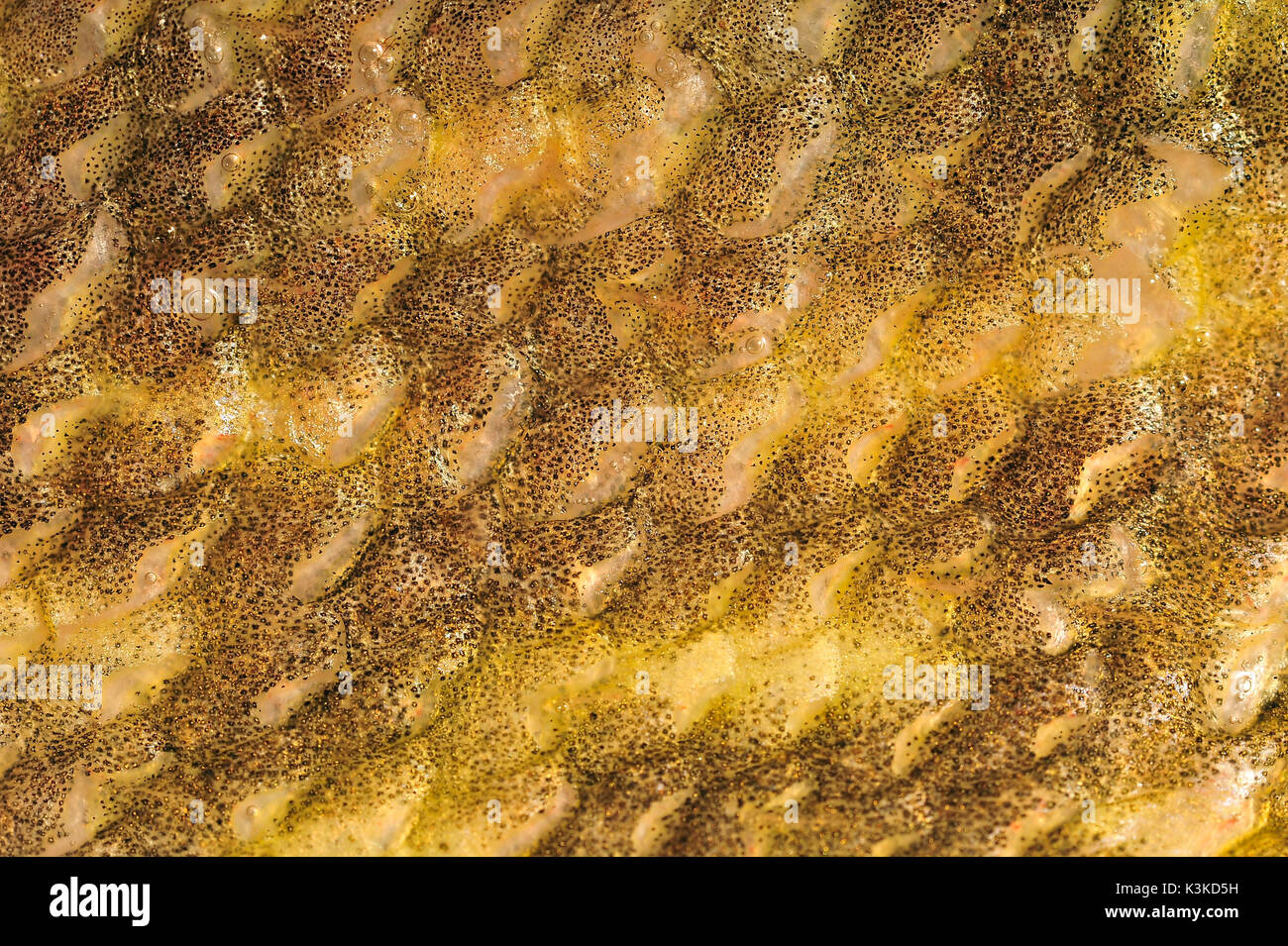 Die Schale von einem Hecht mit seinem Fisch schuppen und Pigmenten. Stockfoto