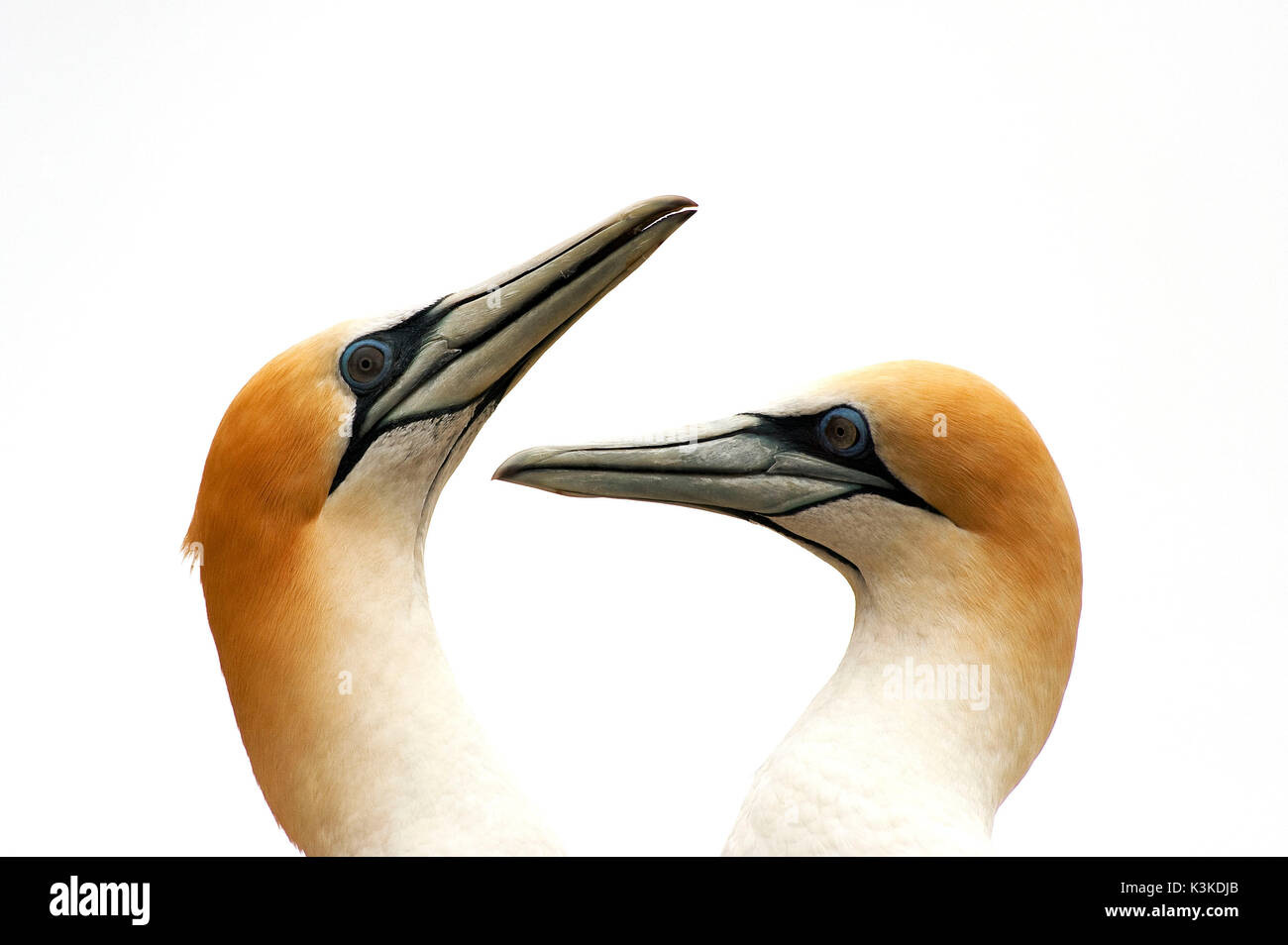 Zwei basstölpel an den gemeinsamen Gefieder care Stockfoto