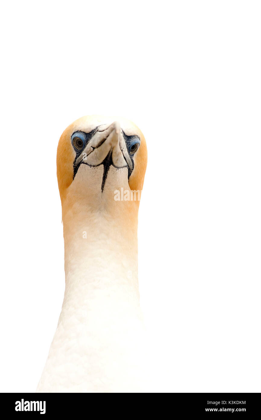 Porträt einer gannett Stockfoto