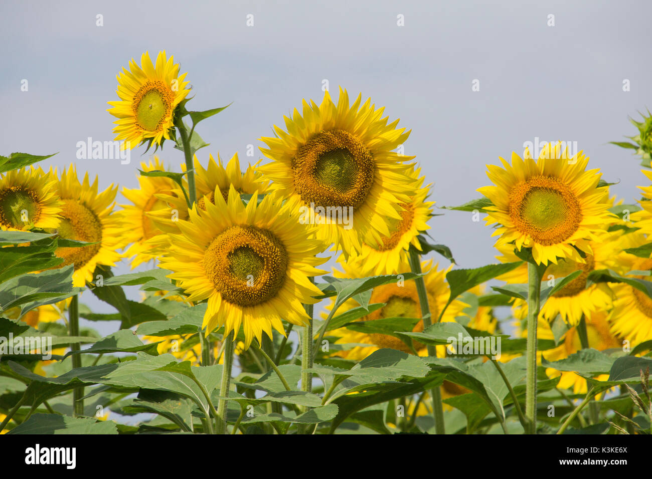 Große Felder mit Sonnenblumen in Hngary Stockfoto