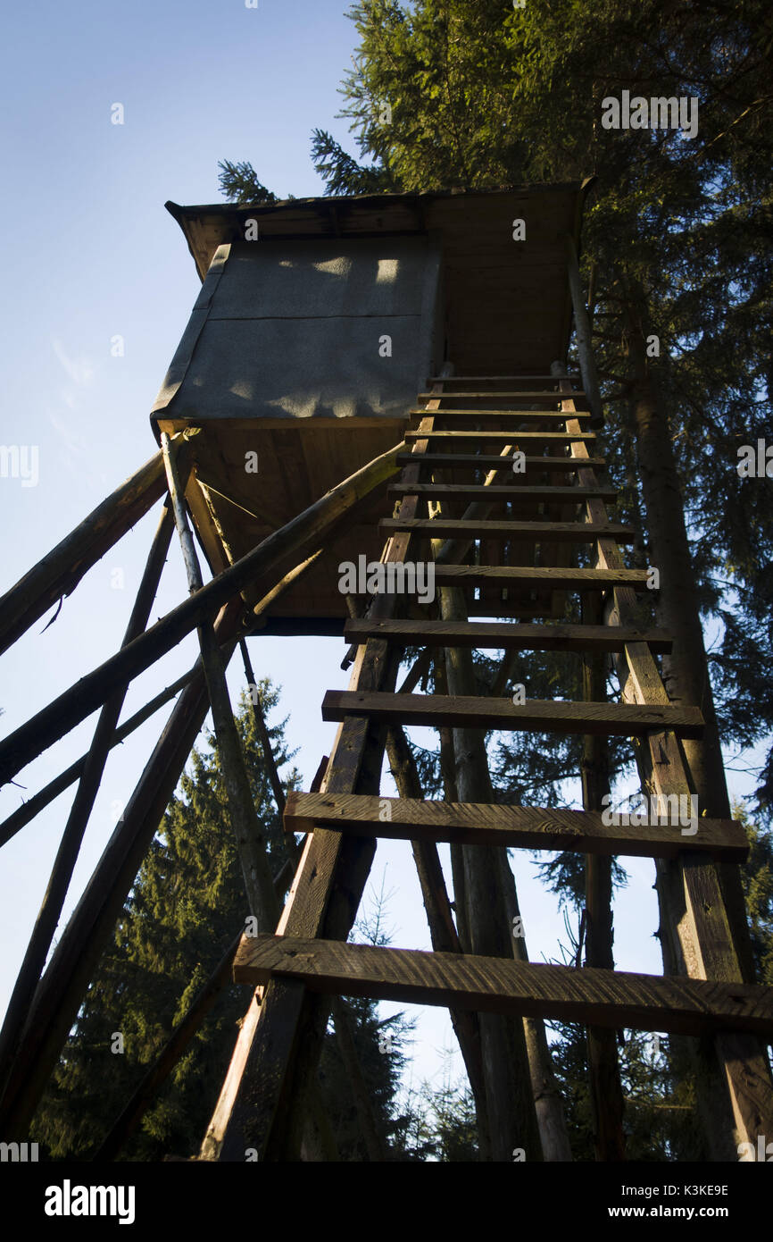 Hohe Sitz im Hochwald, Hochsauerland, Sauerland, Nordrhein-Westfalen Fichte, Deutschland Stockfoto