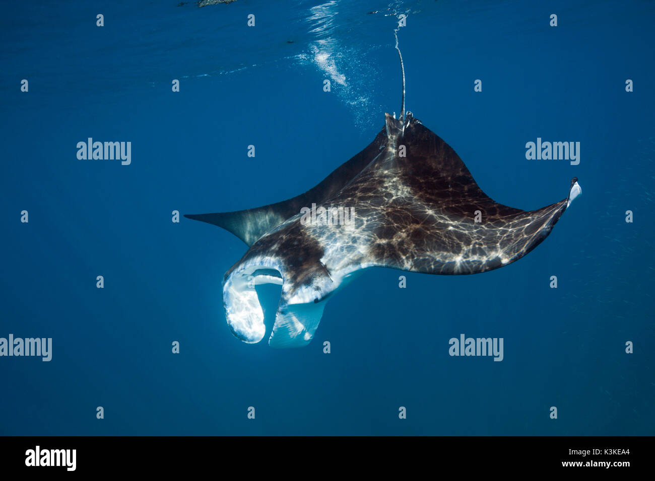 Reef Manta, Manta alfredi, Nord Male Atoll, Malediven Stockfoto