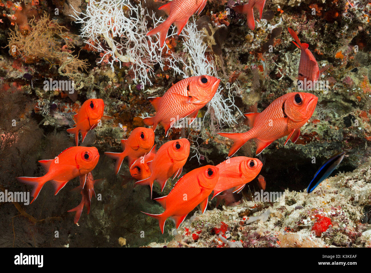 Blotcheye Soldierfish, Myripristis Murdjan, Felidhu Atoll, Malediven Stockfoto