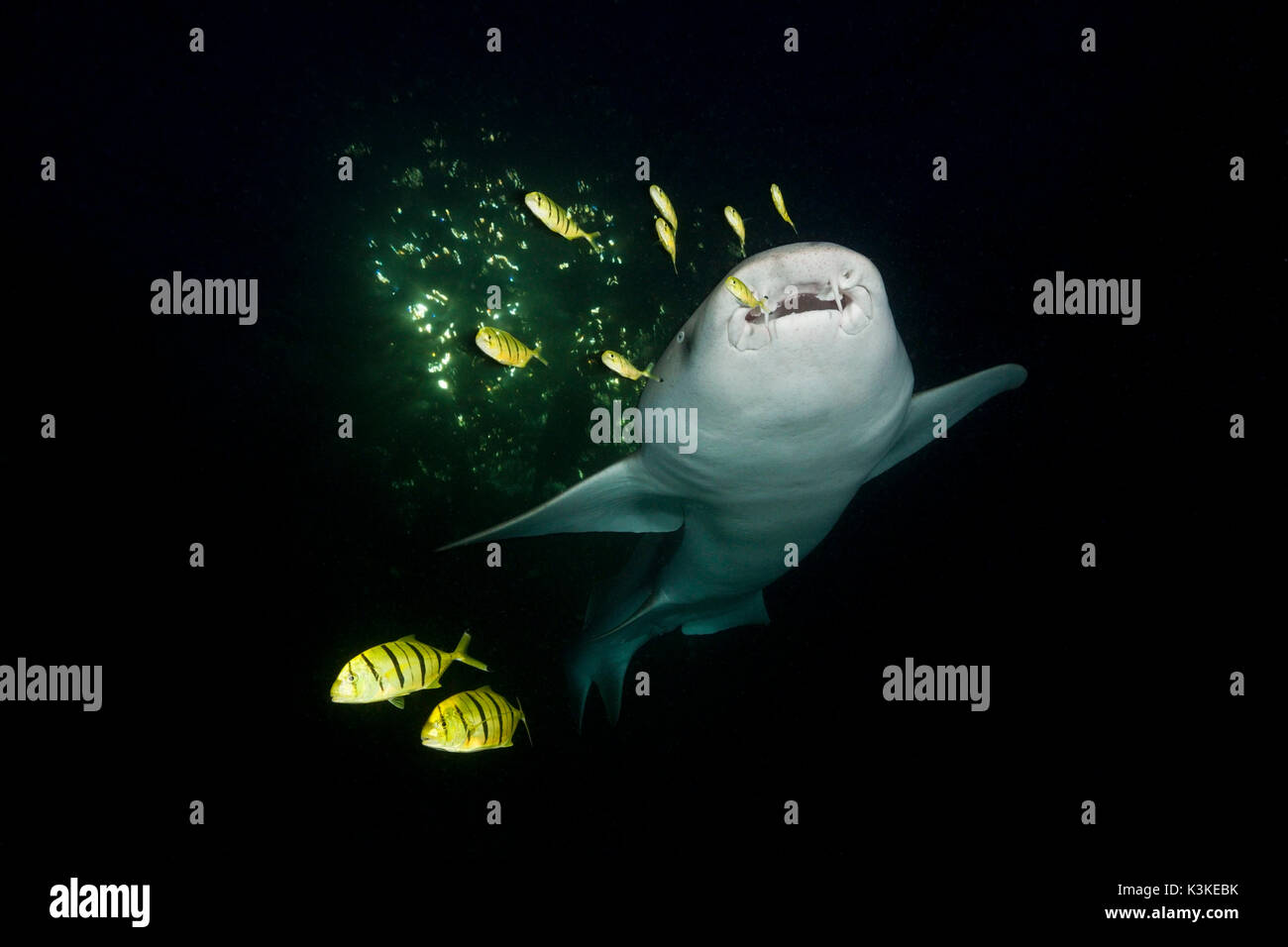 Nurse Shark nachts Nebrius Ferrugineus, Felidhu Atoll, Malediven Stockfoto