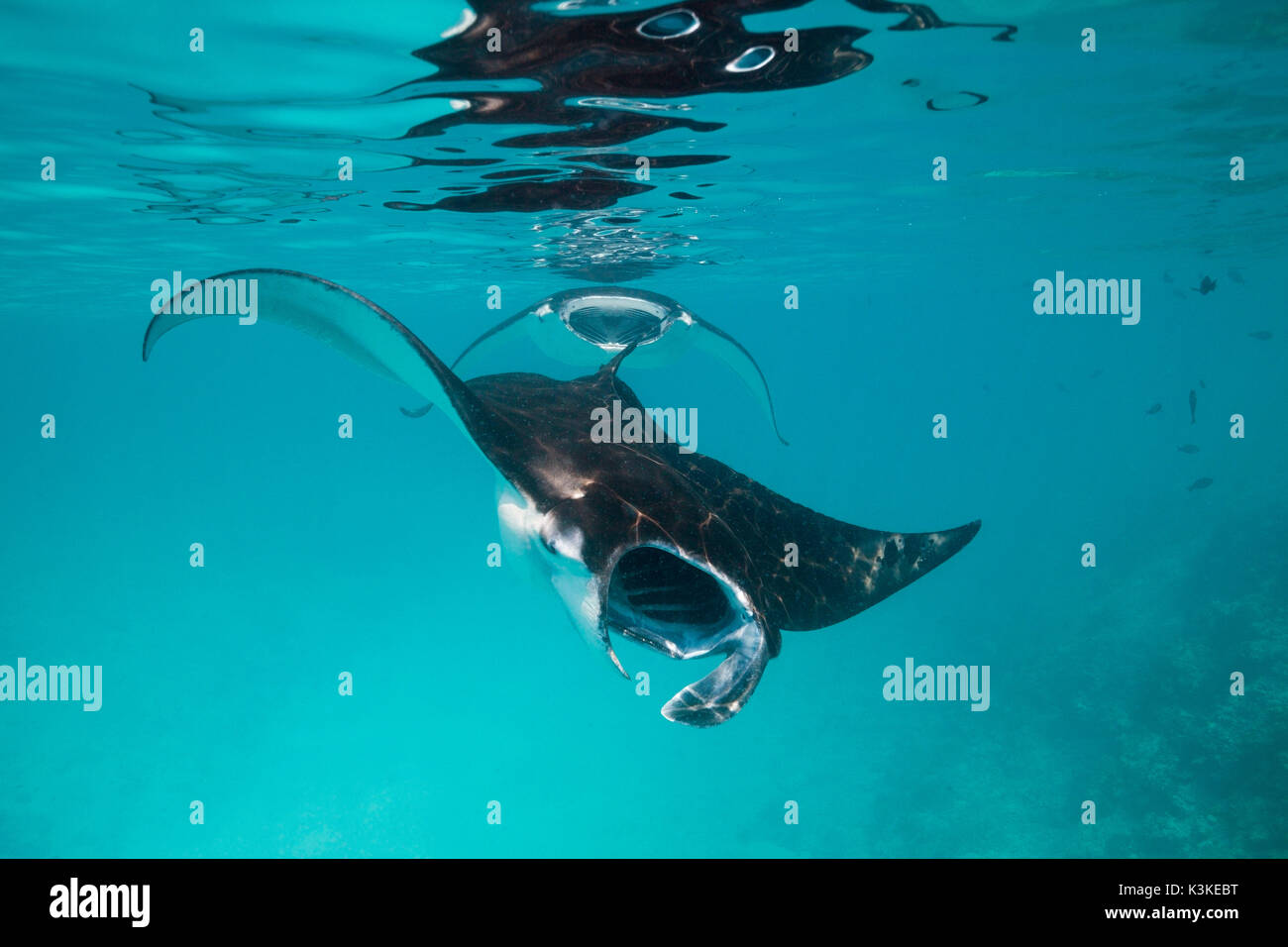 Riff Manta, Manta Alfredi, Felidhu Atoll, Malediven Stockfoto