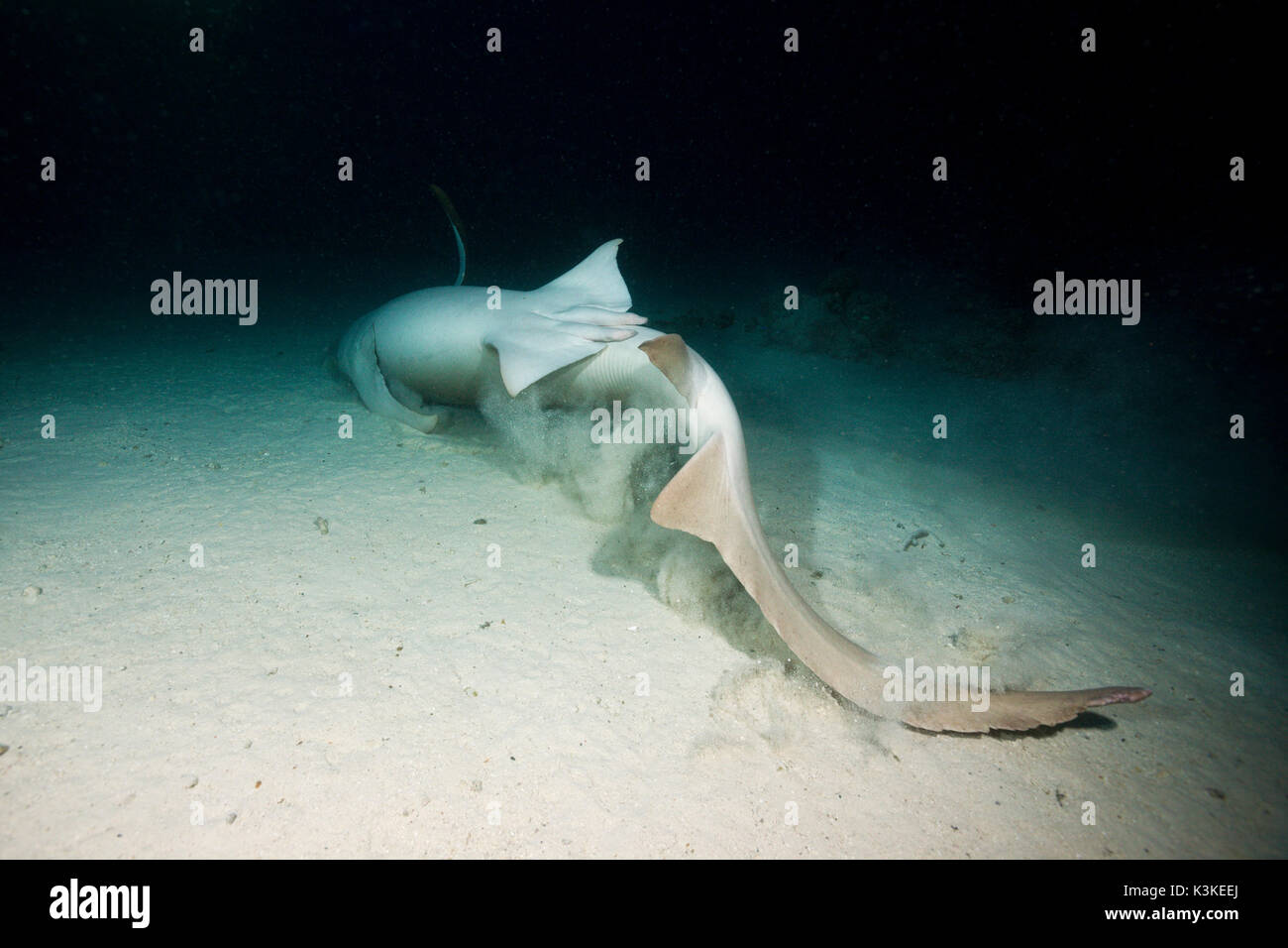 Nurse Shark nachts Nebrius Ferrugineus, Felidhu Atoll, Malediven Stockfoto