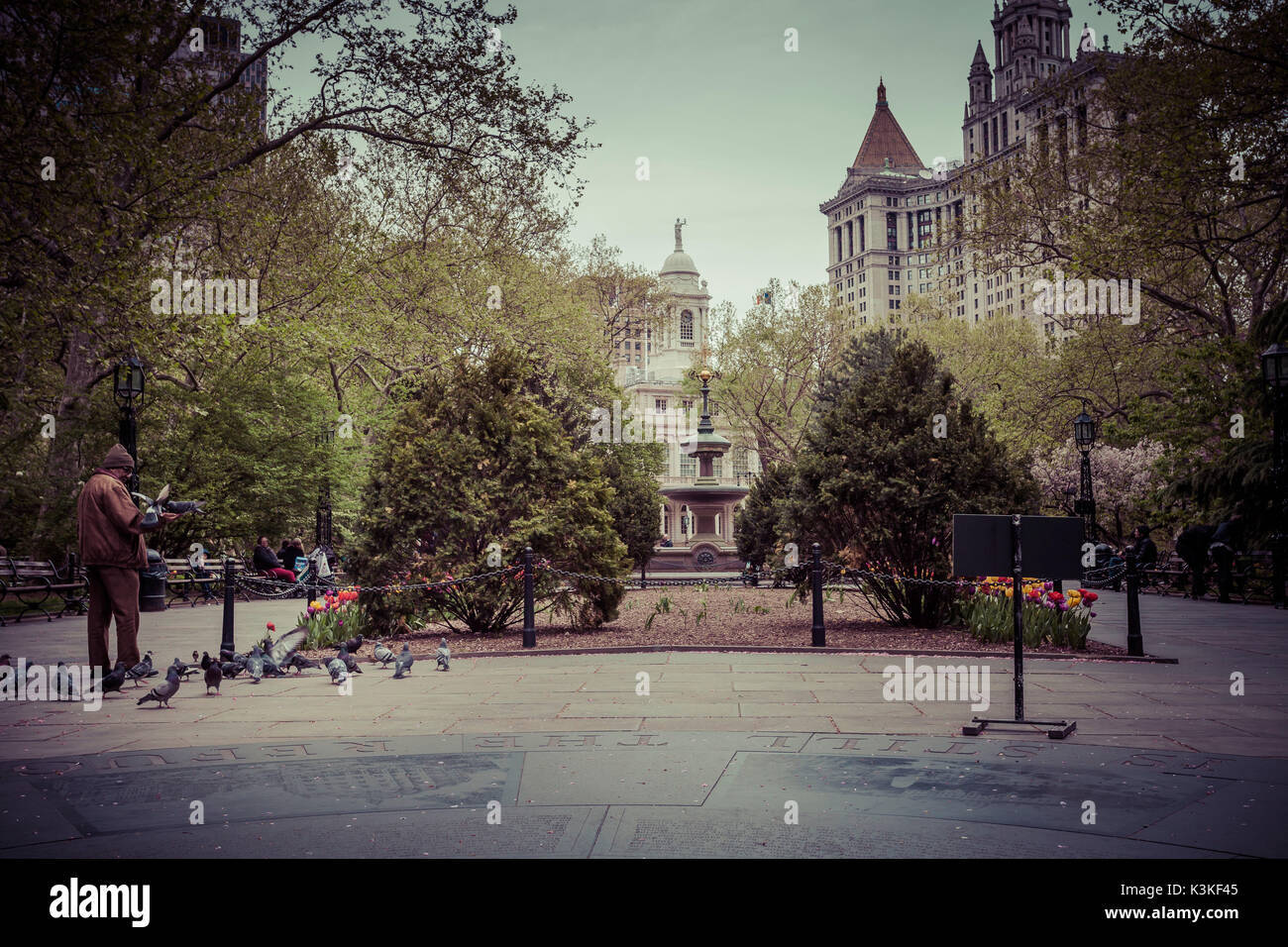 Man feeds deafs am City Hall Park, Tulpen, Frühling in Lower Manhattan, New York, USA Stockfoto