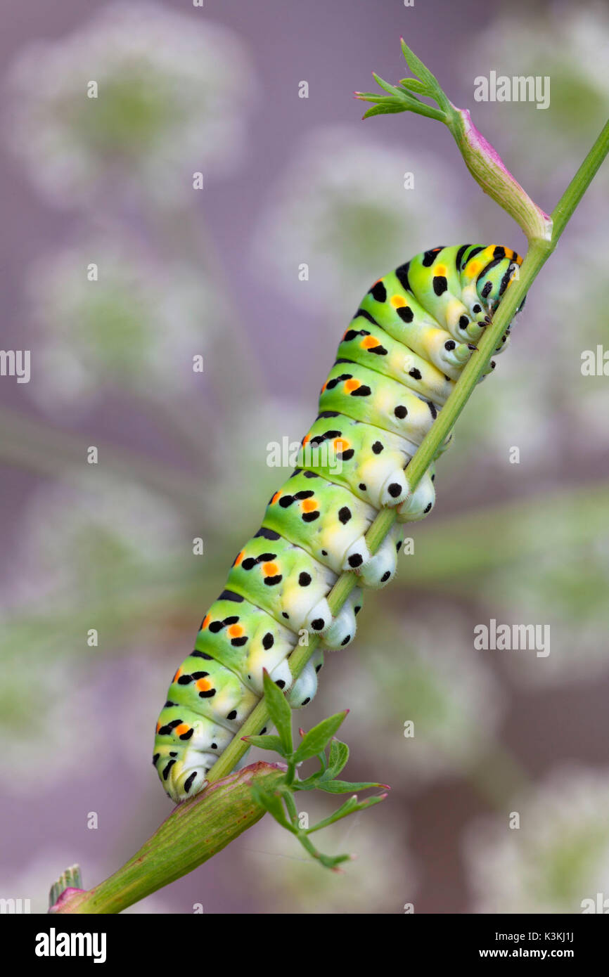 Caterpillar Swallowtail (Pieris rapae) auf Umbellifers Stockfoto
