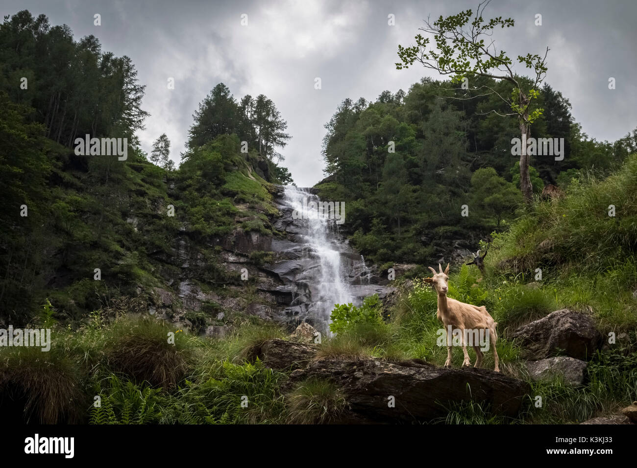 Eine Ziege vor Cascata della Froda, Sonogno, Valle Verzasca, Kanton Tessin, Schweiz. Stockfoto