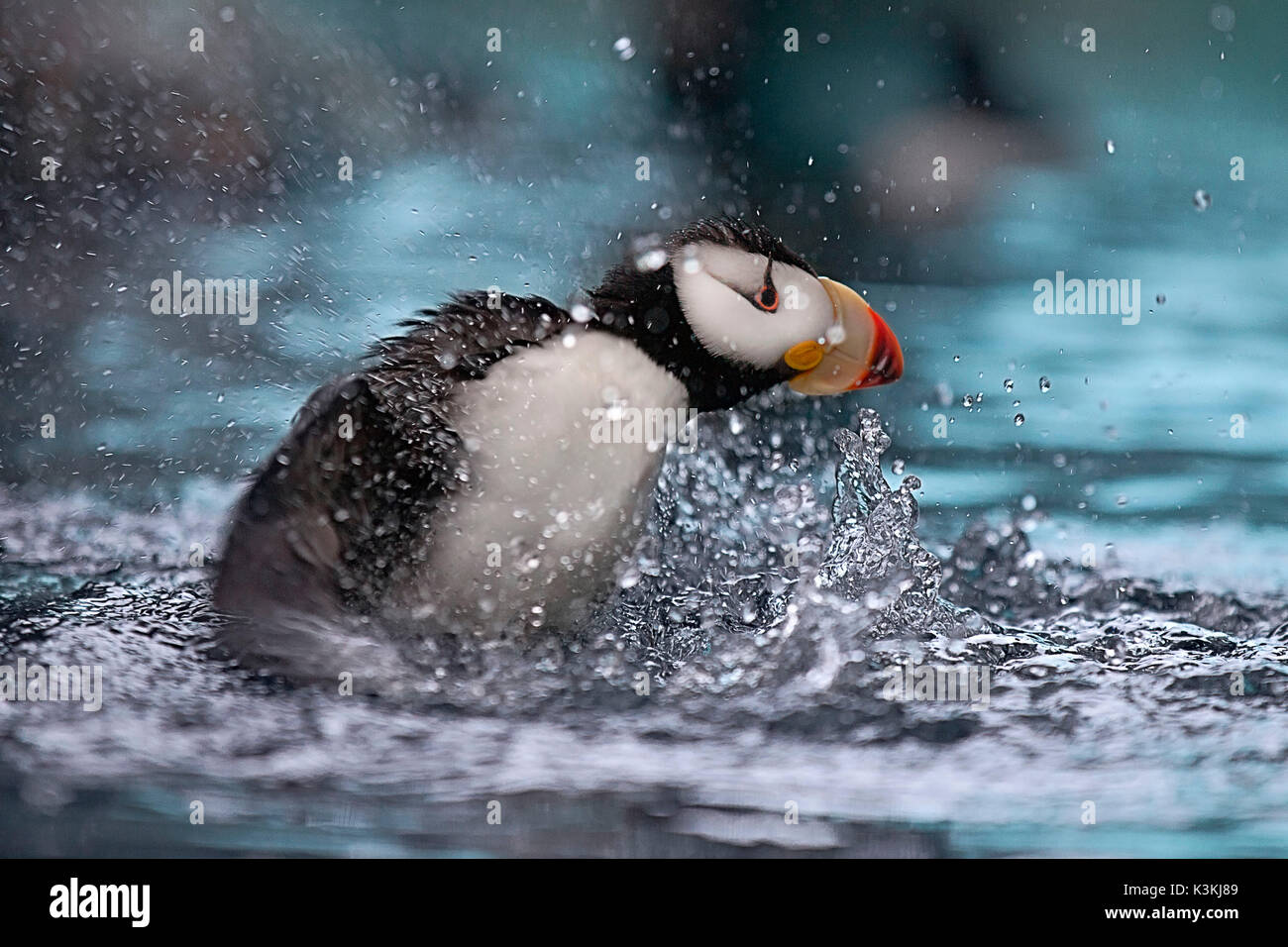 Ein papageientaucher Spritzer ins Wasser in den Kenai Fjords National Park Seward. Stockfoto