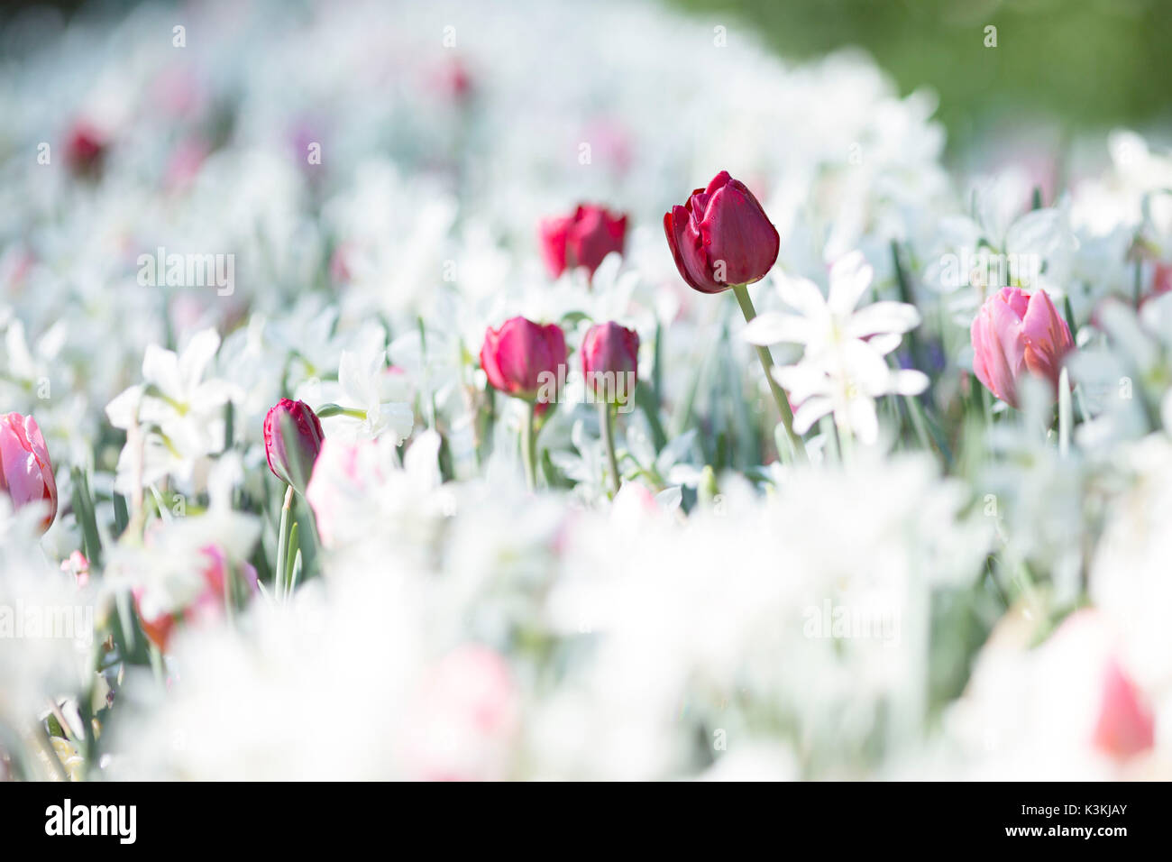 Eine Nahaufnahme von einem schönen roten Tulpe von weißen Blumen umgeben, Schloss Trauttmansdorff botanischer Garten, Provinz Bozen, Südtirol, Trentino Alto Adige, Italien, Europa, Stockfoto