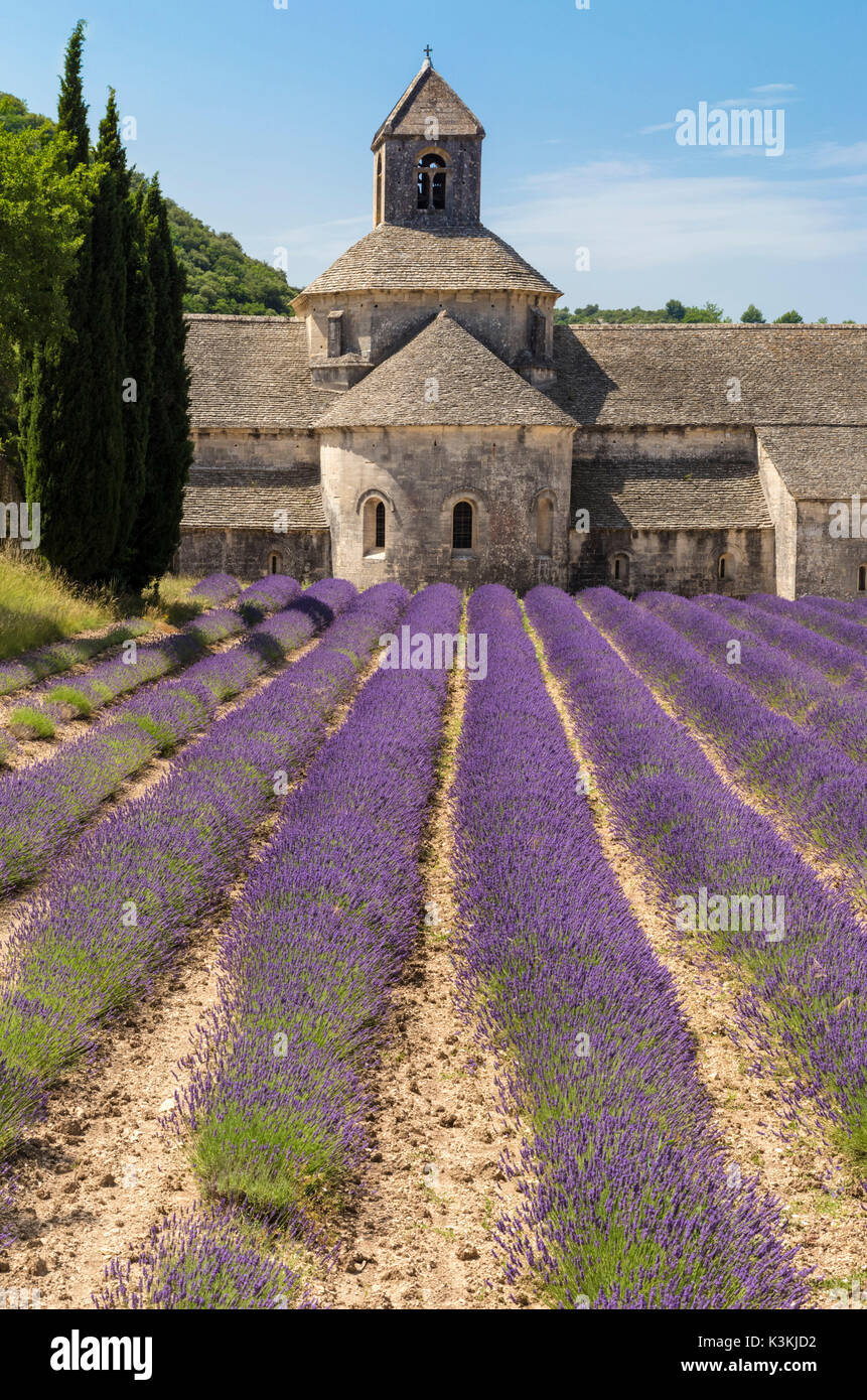 Lavendel Reihen vor der Abtei von Sénanque. Gordes, Vaucluse, Provence-Alpes-Côte d ' Azur, Frankreich. Stockfoto