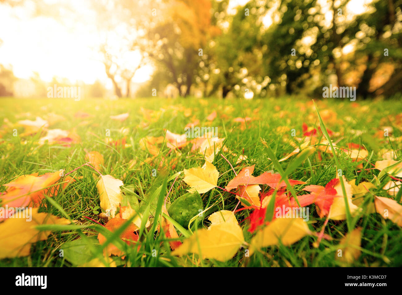 Herbstlaub auf der Wiese im Herbst. Stockfoto