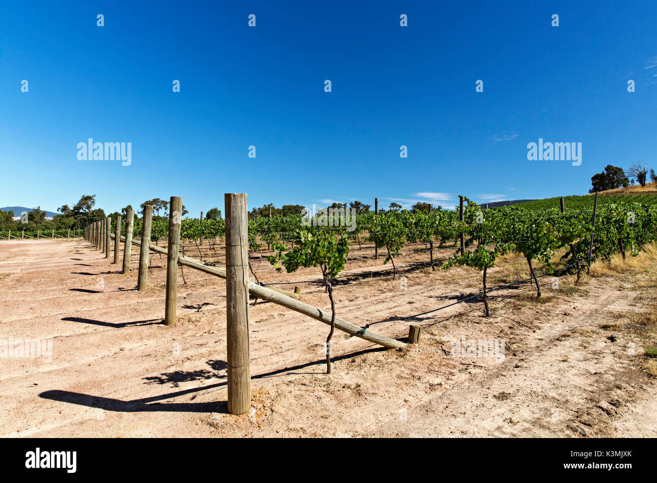 Ein Weinberg in den Pyrenäen Region Victoria Australien, Stockfoto