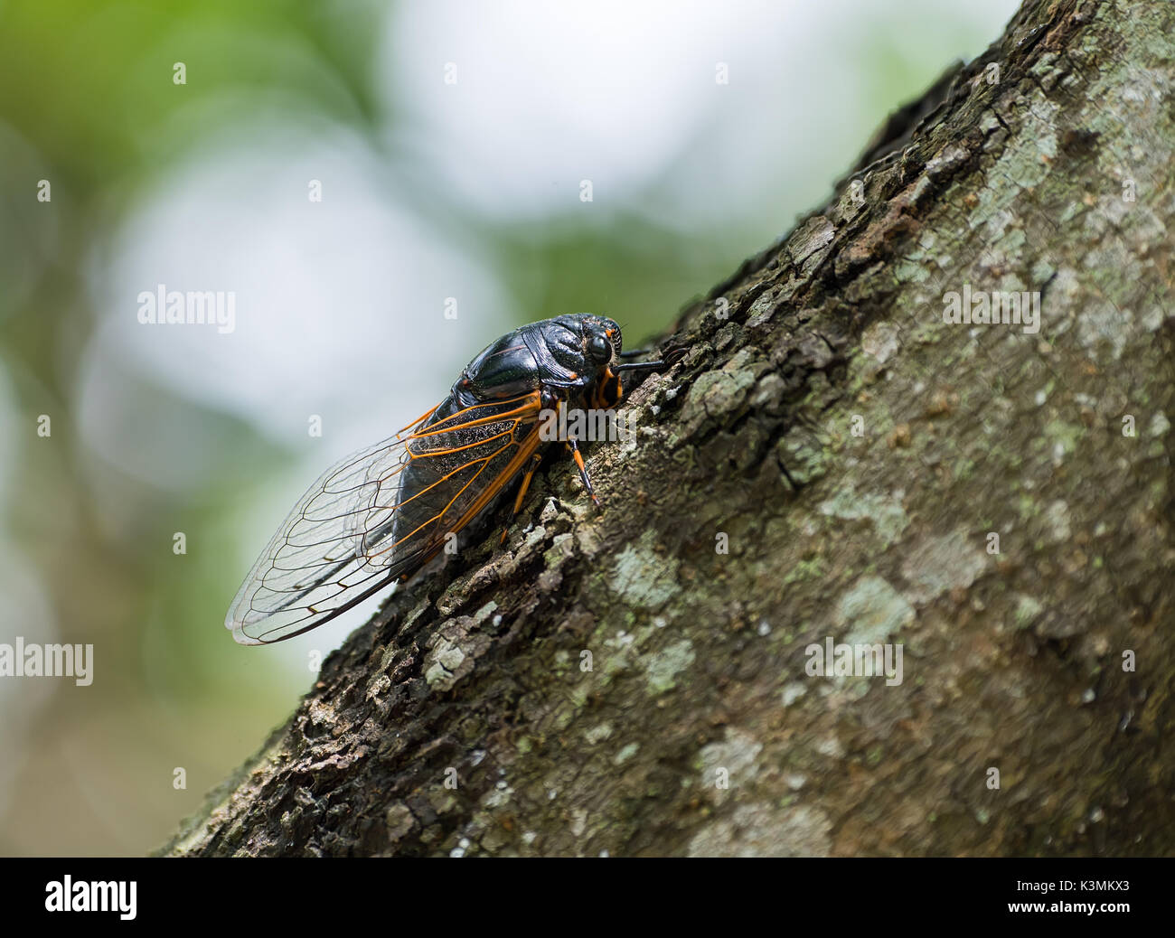 Zikade isoliert auf Baum Hintergrund Stockfoto