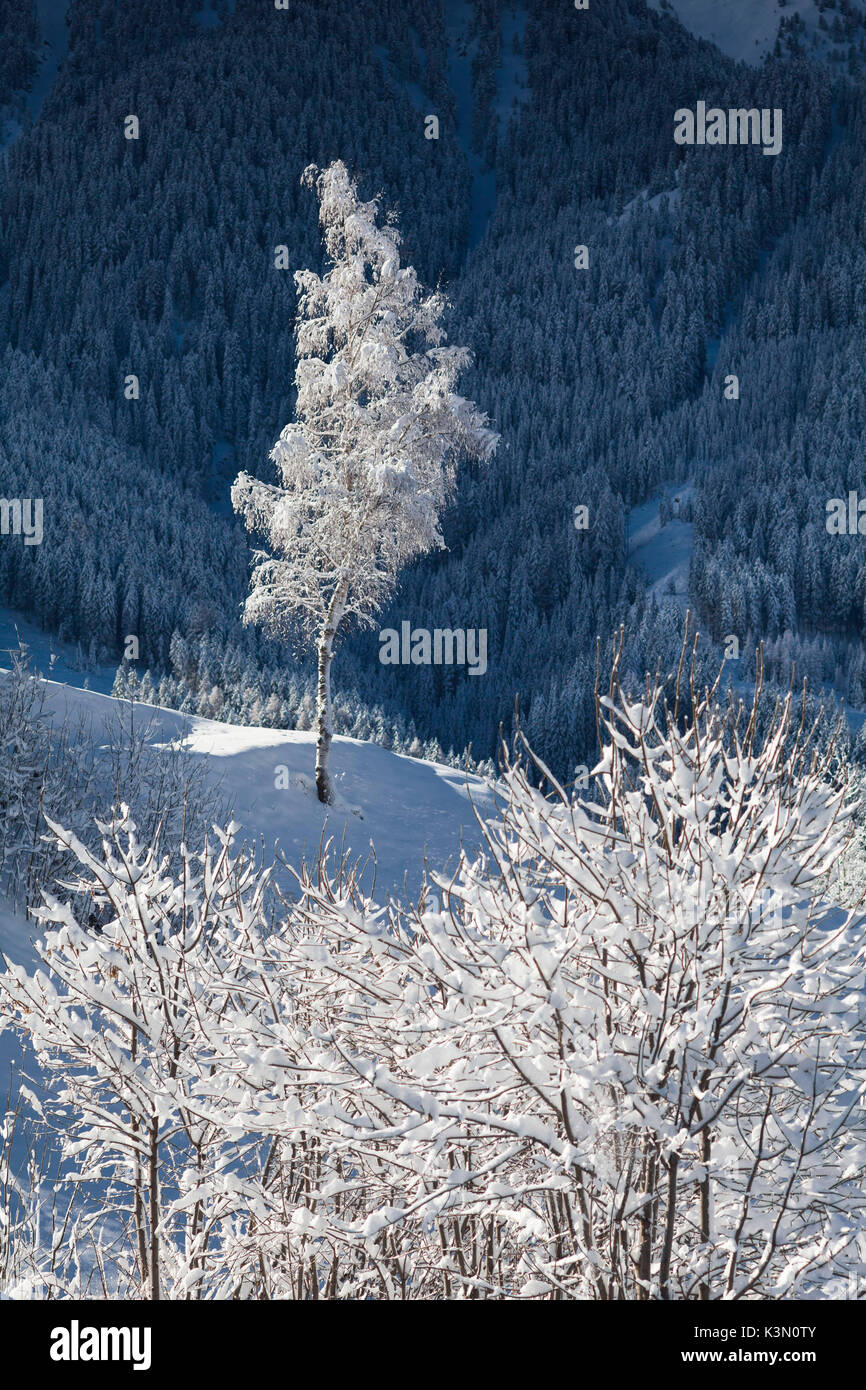 Ein winter bild eines einsamen Baum voller Schnee, nach einem Schneefall, Villnöss, Provinz Bozen, Südtirol, Trentino Alto Adige, Italien, Europa Stockfoto