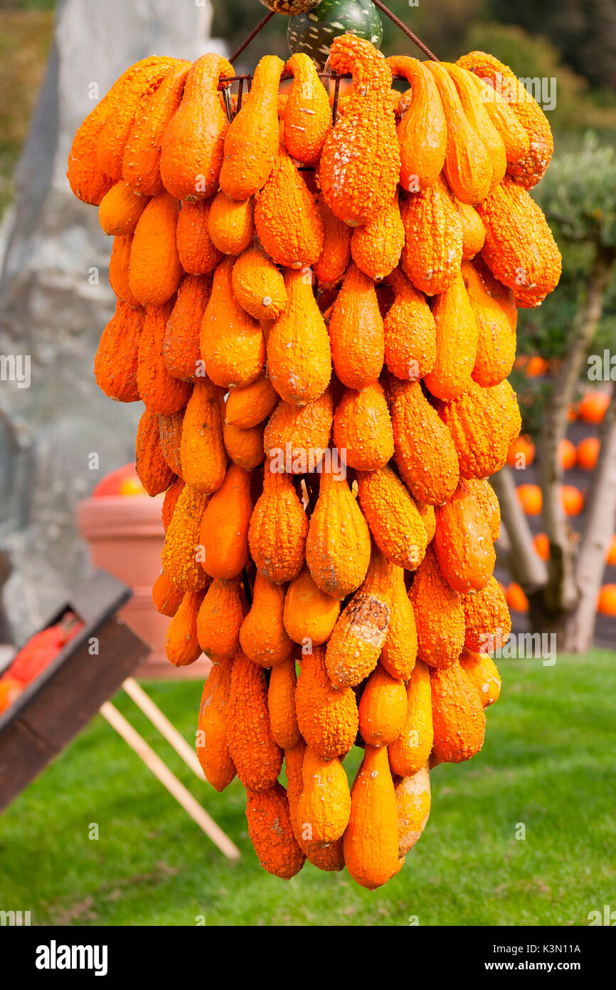 Eine Nahaufnahme einer Ausstellung von orange Kürbisse in eine herbstliche Exposition in einem lokalen Markt, Provinz Bozen, Südtirol, Italien, Europa Stockfoto