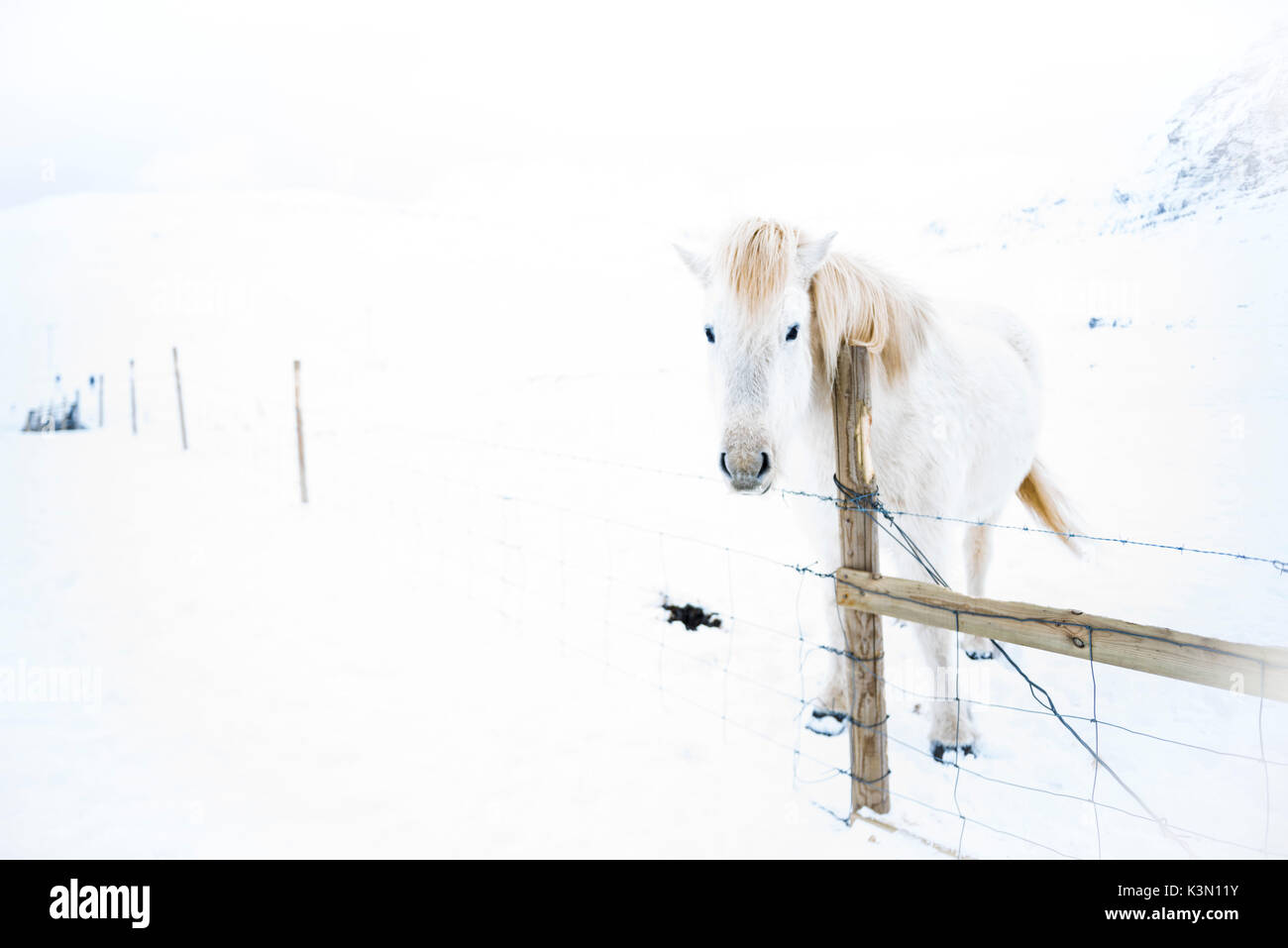 Snaefellsness Halbinsel, Western Island, Europa. Weiß Islandpferd im Winter Schnee. Stockfoto