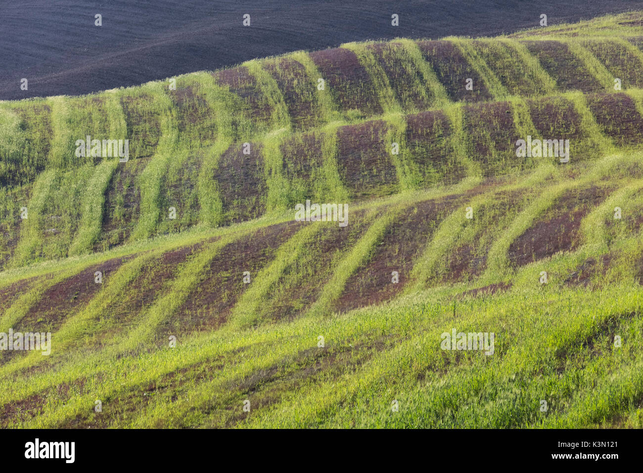 Grüne Linien des Grases in den Feldern in der Nähe von Asciano, Toskana, Italien. Stockfoto