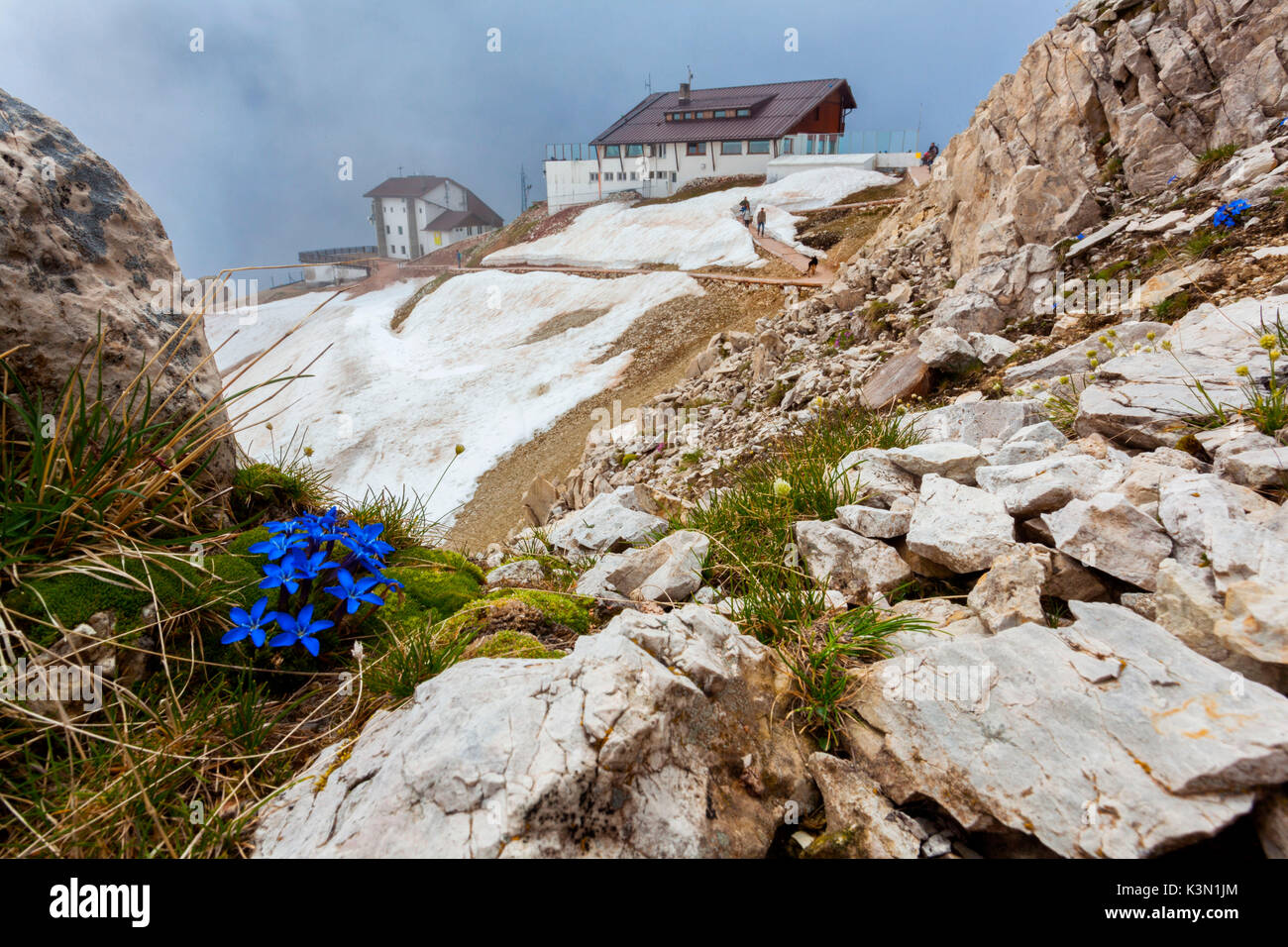 Gentiana Blütezeit in der Nähe der Berghütte Lagazuoi, Dolomiten, Italien Stockfoto