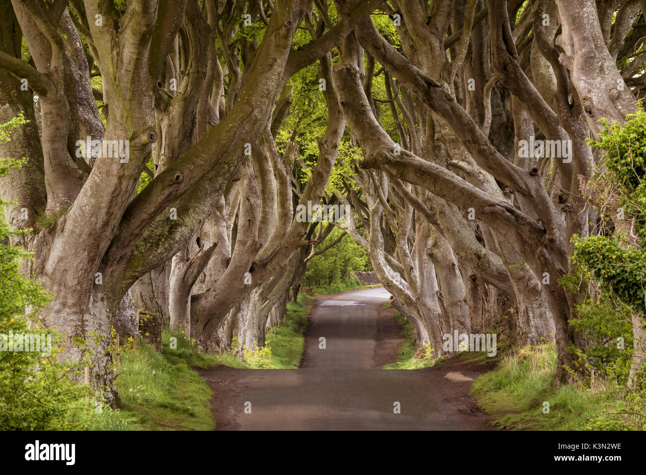 Die dunklen Hecken, County Antrim, Ulster, Nordirland, Vereinigtes Königreich. Iconic Bäume Tunnel. Stockfoto