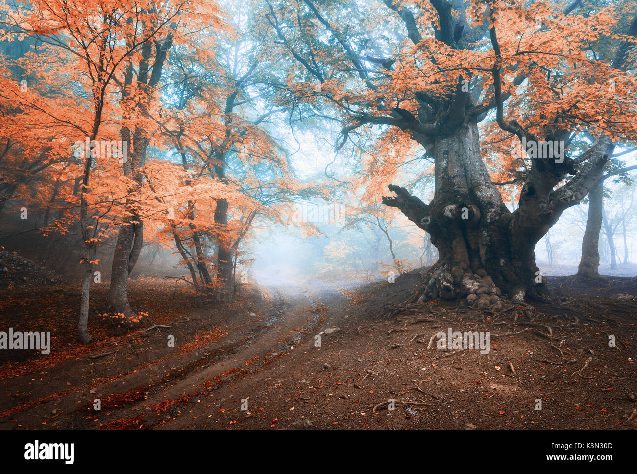 Herbst Baum im Nebel. Alte Magische Baum mit großen Zweigen und orange und rote Blätter. Mystische Herbst Wald und Straße im Nebel. Märchenwald. Bunte Häuser Stockfoto