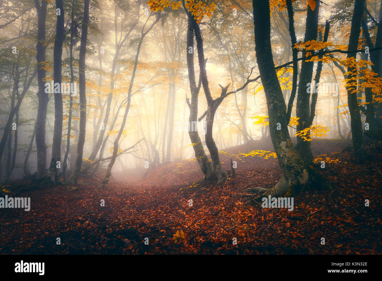 Herbst Wald im Nebel. Herbst Wald. Die verzauberte Herbst Wald im Nebel am Abend. Alter Baum. Landschaft mit Bäumen, bunte gelbe und rote Laub und f Stockfoto