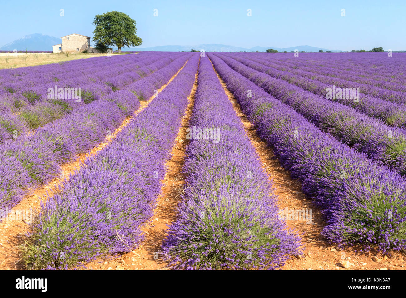 Lavendel-Feld auf dem Lande in der Nähe von Valensole, Alpes-de-Haute-Provence, Provence-Alpes-Côte d ' Azur, Frankreich. Stockfoto