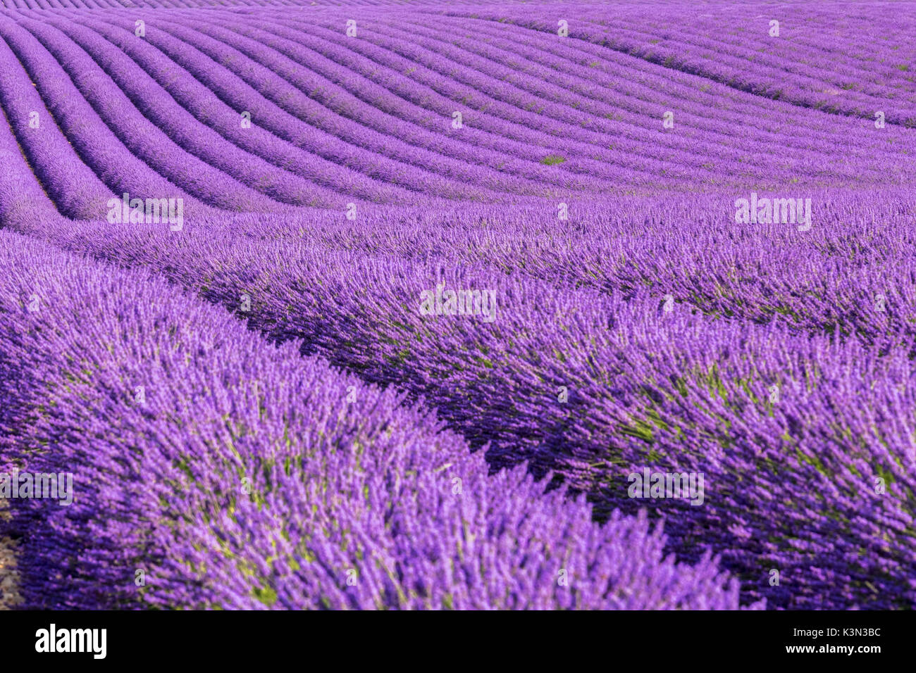 Reihen von Lavendel in Valensole, Alpes-de-Haute-Provence, Provence - Alpes - Côte d'Azur, Frankreich. Stockfoto