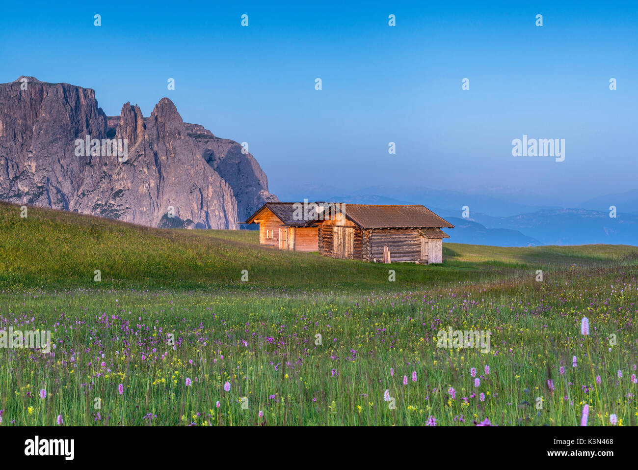 Seiser Alm, Dolomiten, Südtirol, Italien. Blüte auf der Hochebene von bullaccia/Puflatsch. Im Hintergrund der Gipfel des Schlern Stockfoto