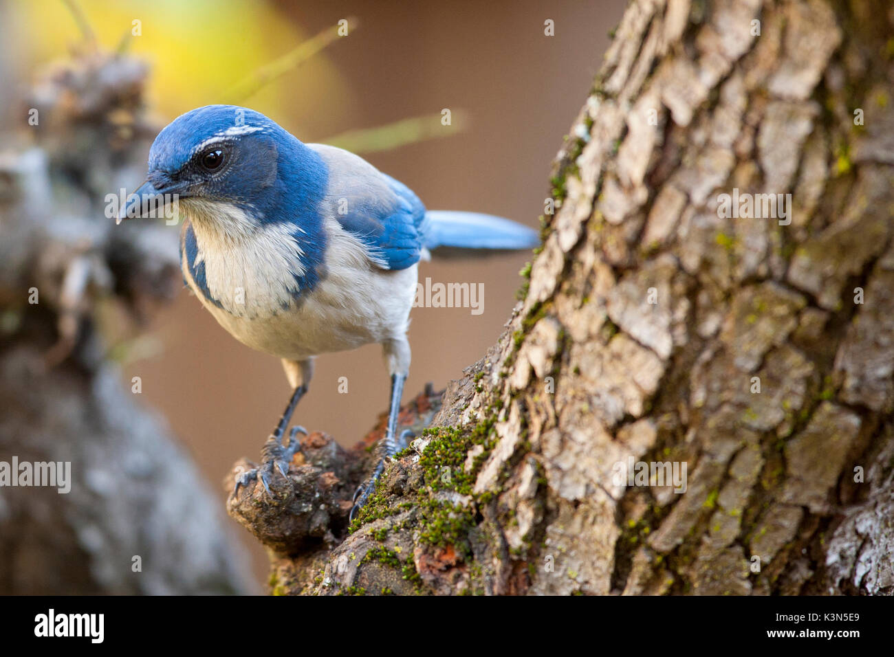 Ein glückliches, gutherzig, Kalifornien Scrub Jay in Oakland, Kalifornien Stockfoto