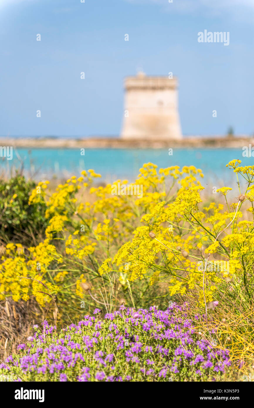 Porto Cesareo, Provinz Lecce, Salento, Apulien, Italien. Die chianca Turm Stockfoto