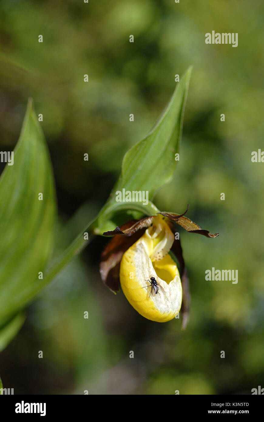 Dolomiten, Südtirol, Italien. Cypripedium calceolus ist einer Dame - slipper Orchid. Stockfoto