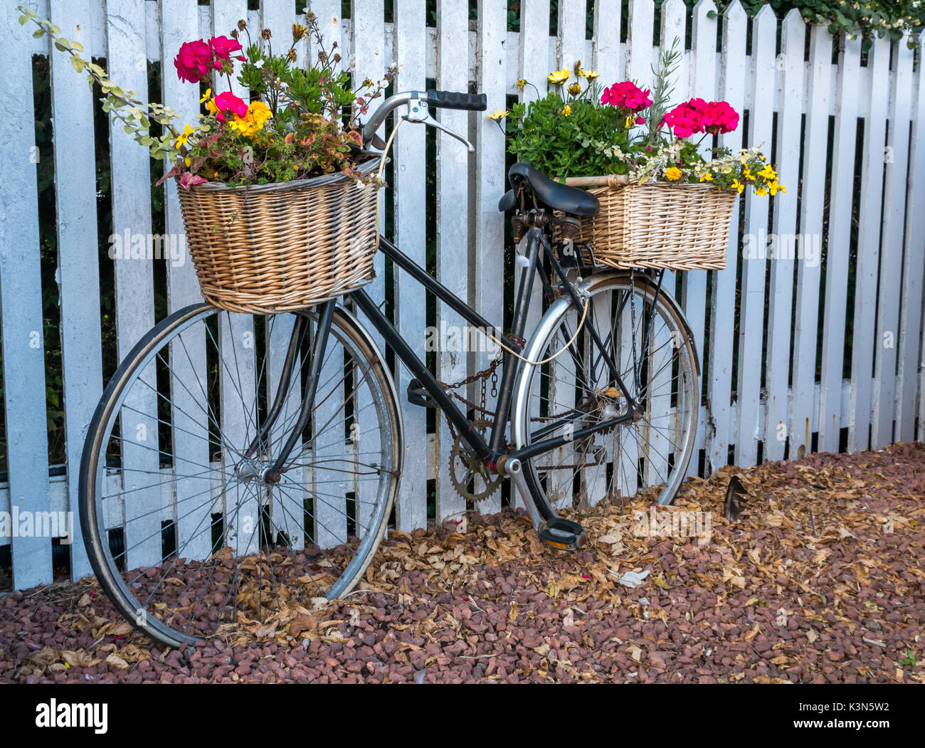 Eine ungewöhnliche Pflanzung von hübschen Blumen in Fahrradkörben am Bahnhof von North Berwick gegen einen weißen Zaun, East Lothian, Schottland, Großbritannien Stockfoto
